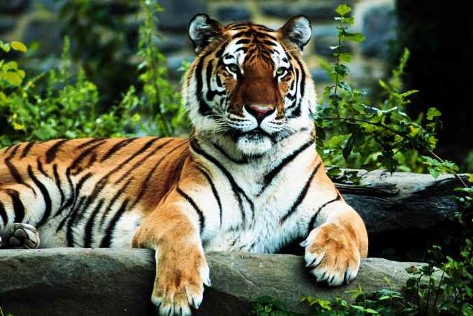 tiger-regal